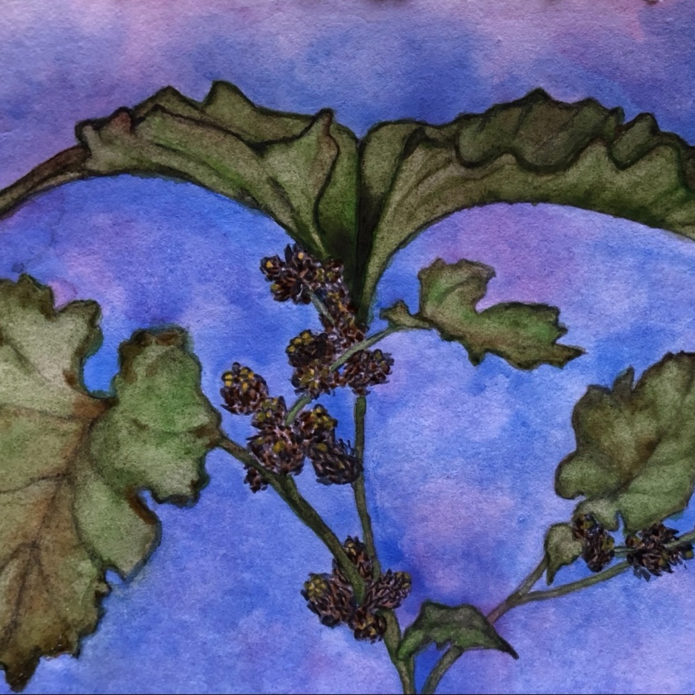 “Cocklerbur” Watercolor Notecard